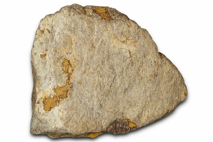 Dinosaur (Triceratops) Frill Shield Section - Montana #347955